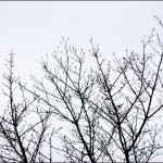 IMG_4803