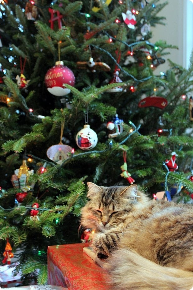 cute cat with christmas tree