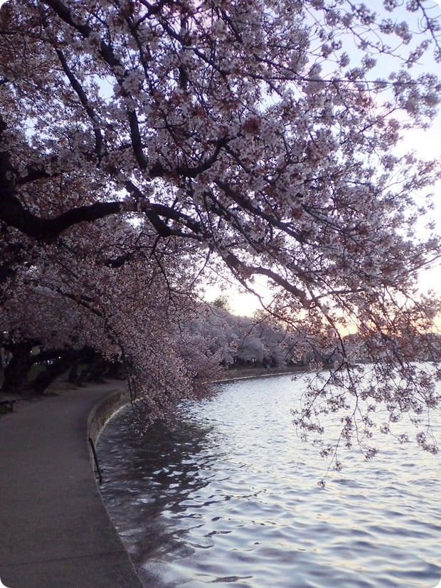 tidal basin cherry blossoms dc