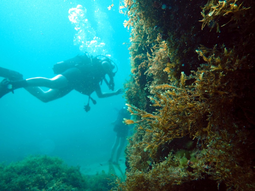 scuba diving in malta
