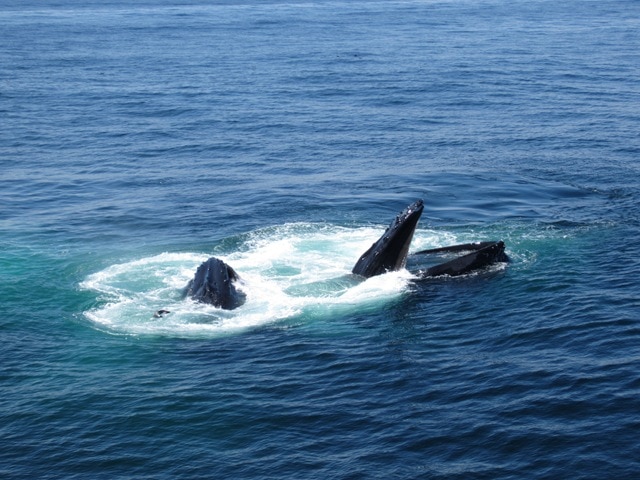 The Day That I Saw Whales. - fANNEtastic food | Registered Dietitian ...