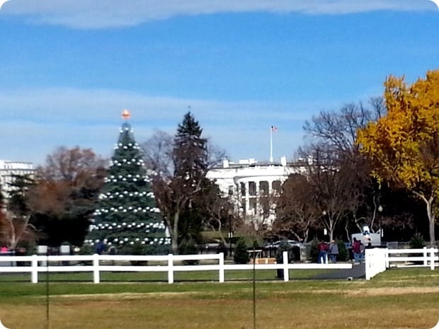 white house christmas tree