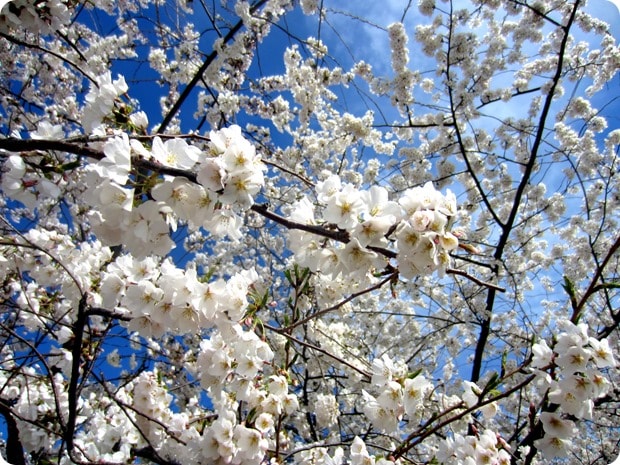 washington dc cherry blossoms 2014