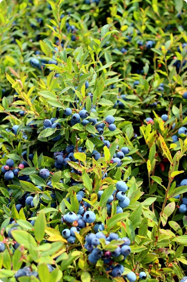 wild blueberry field