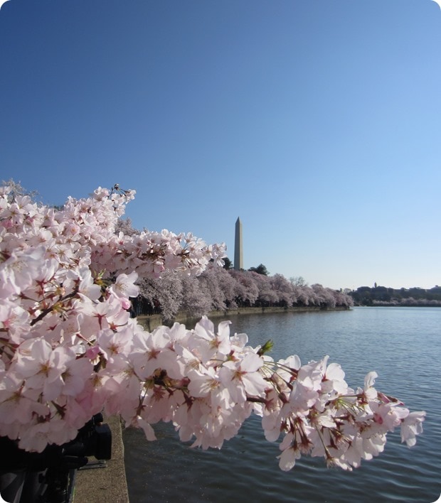 dc cherry blossoms photography