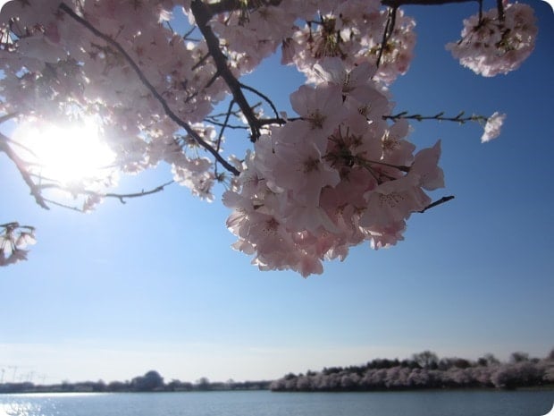 close up cherry blossoms dc