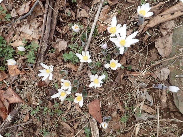 spring flowers hike