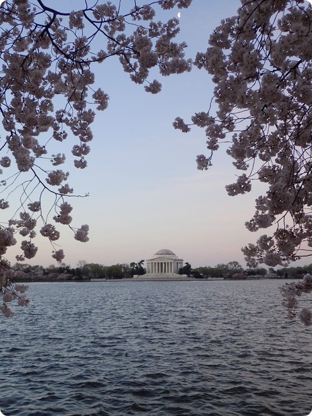 jefferson memorial cherry blossoms