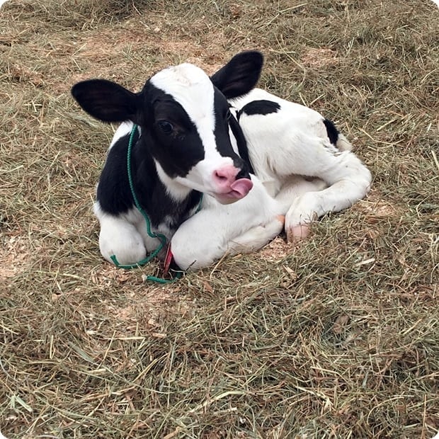 baby holstein cow