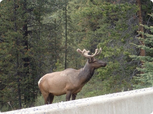 what animals will i see driving in banff