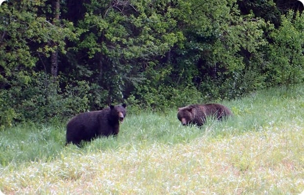 grizzly bears jasper national park