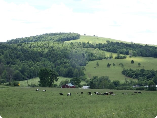 organic valley grassmilk farm