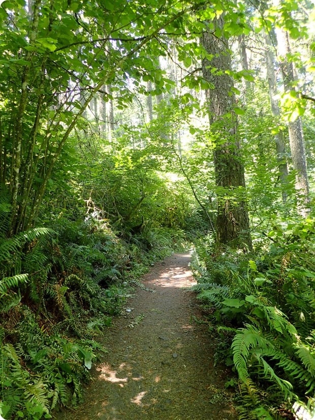 spencer butte wooded trail