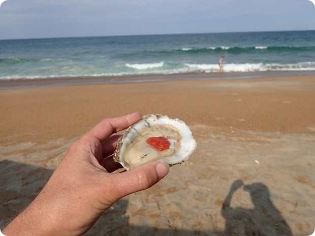 fresh oysters on the beach obx
