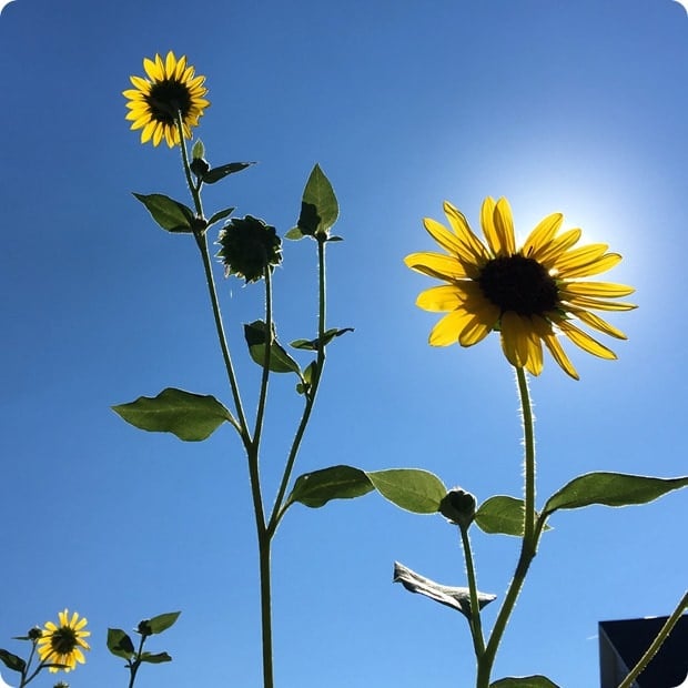 arlington va sunflowers