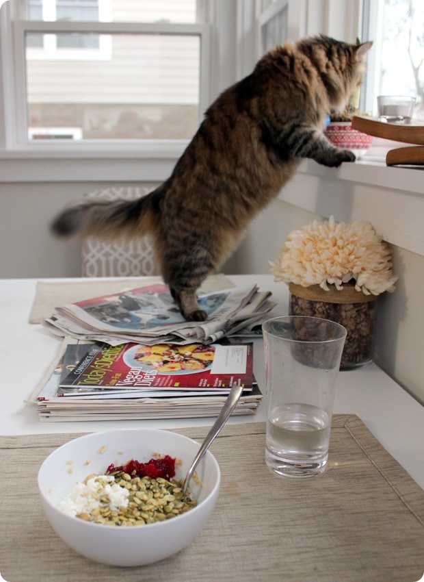 cat on breakfast atble