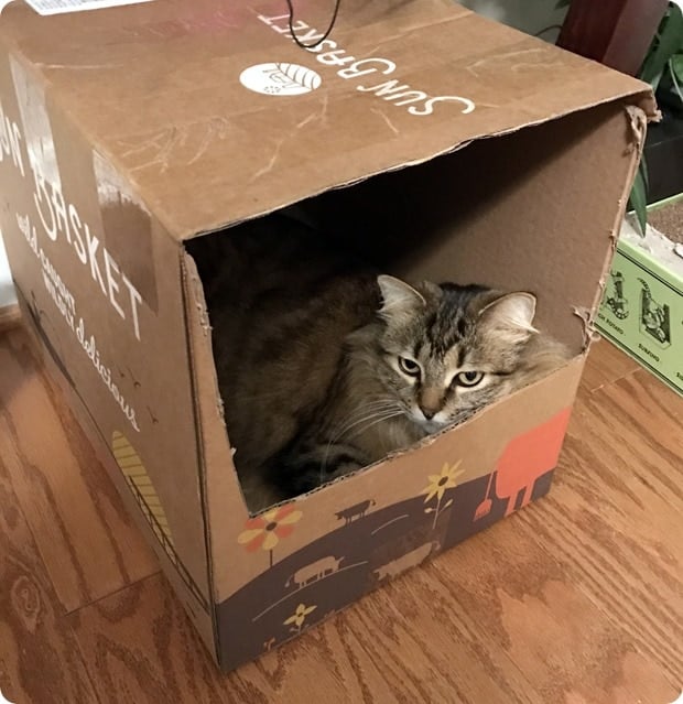 cat sitting inside a sunbasket meal kit box