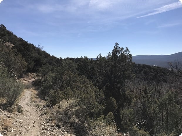 cibola national forest