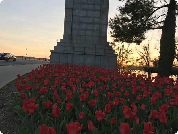 memorial bridge tulips