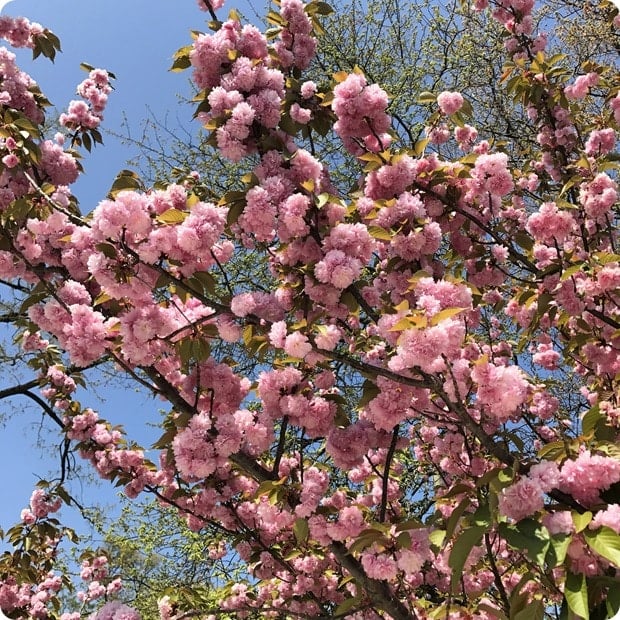 spring flowers in arlington va