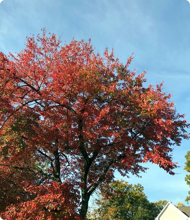 fall colors in virginia