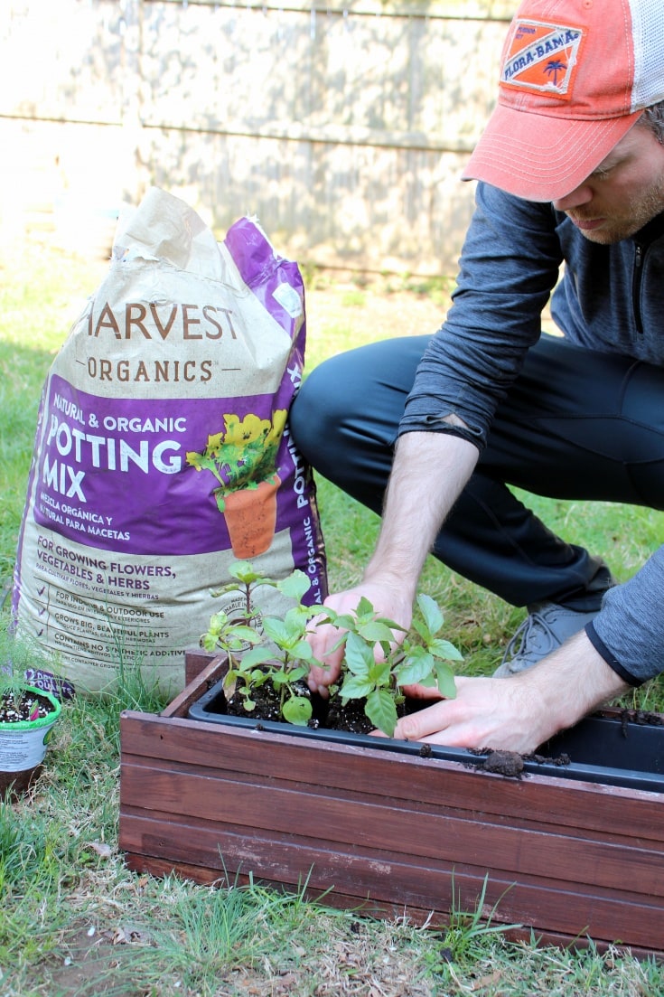 Recipes Using Basil & Dill food