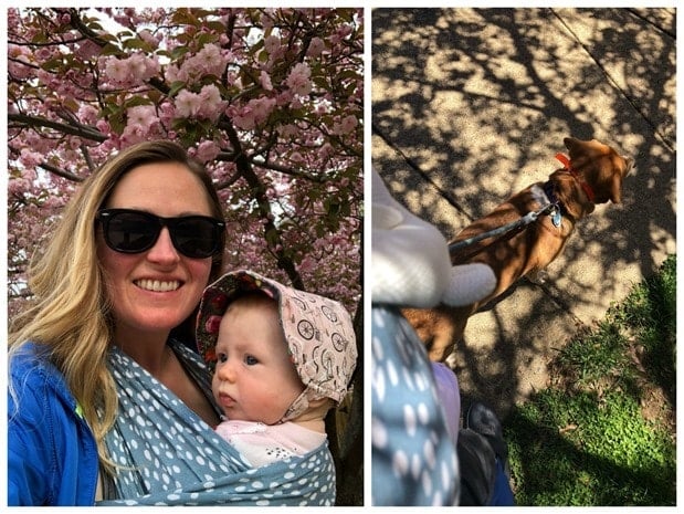 walks with baby and dog