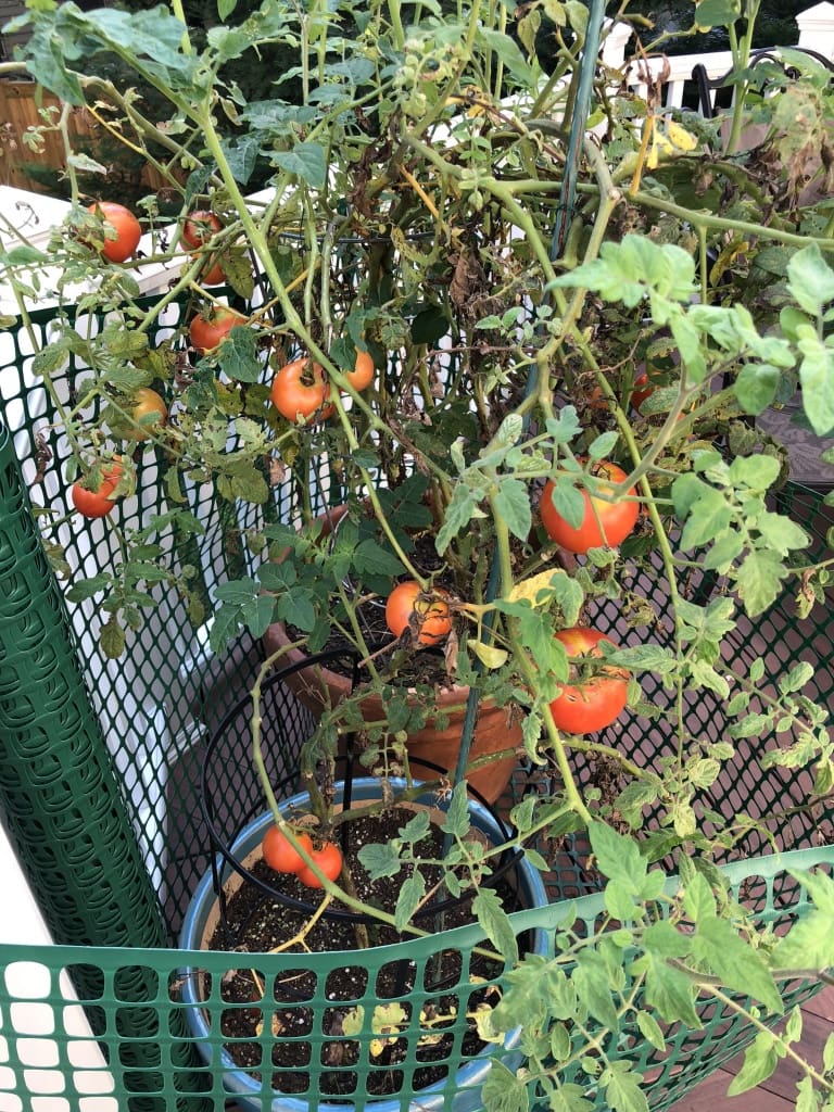 homegrown tomatoes