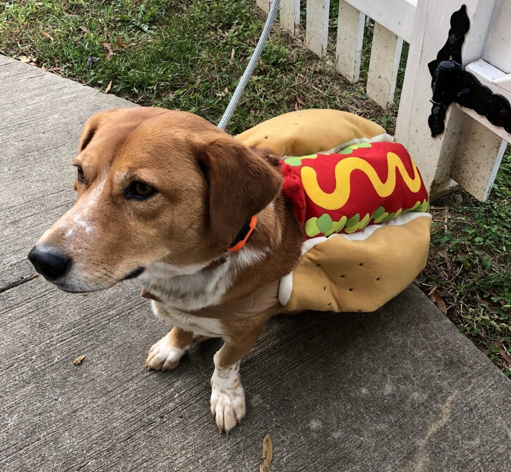 hot dog dog halloween costume