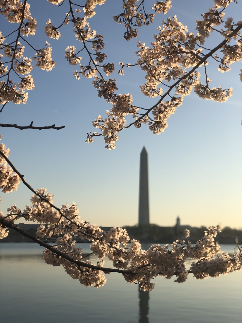 Annual DC Cherry Blossom Run + Other Highlights from the Week