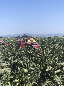 artichoke farm california