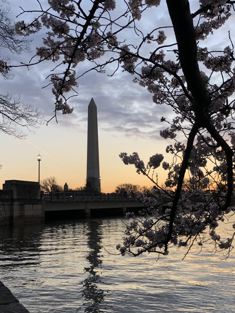 sunrise at the cherry blossoms