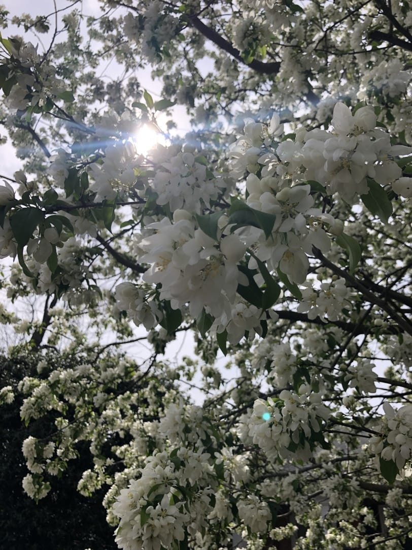 pretty spring flowering trees in alexandria va