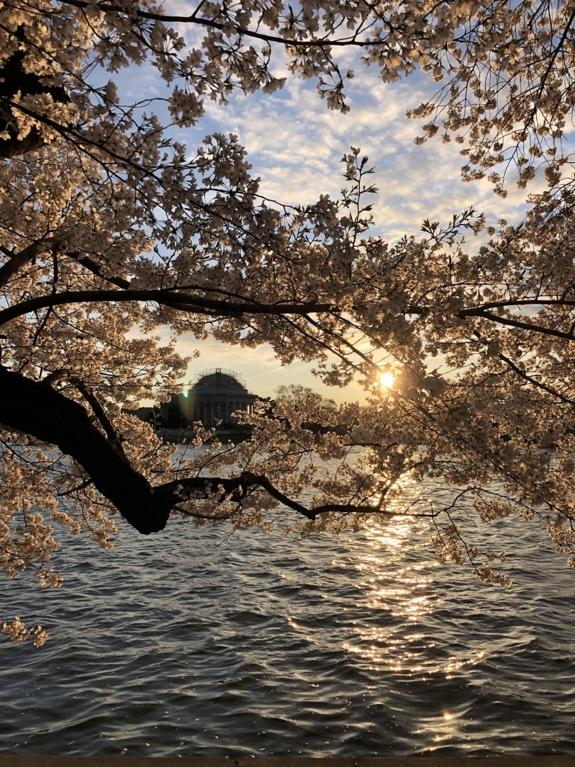 sunrise tidal basin cherry blossoms
