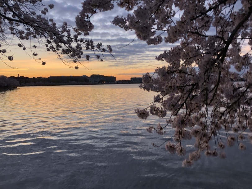 cherry blossom tidal basin sunrise