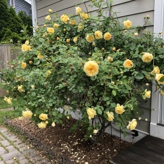 enormous flowering rose bush