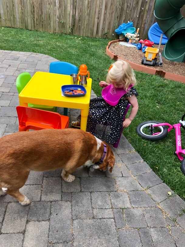 dog eating food from a toddler