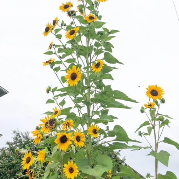 super tall sunflowers