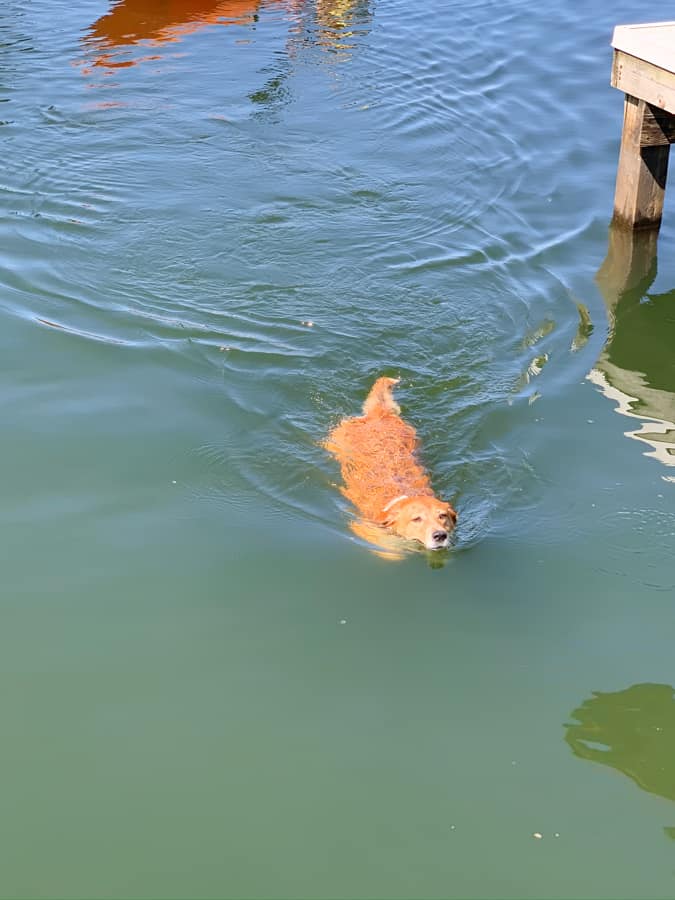 dog swimming at lake anna