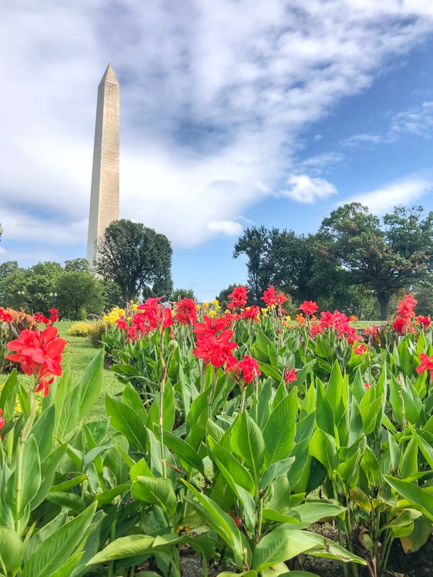 view of flowers with washington monument behind