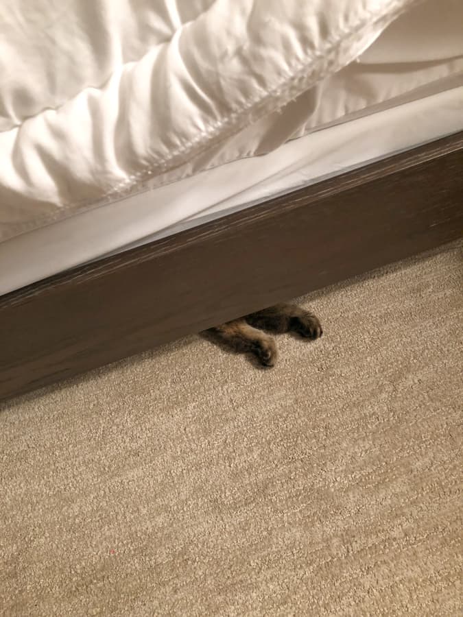 cat paws sticking out from under a bed