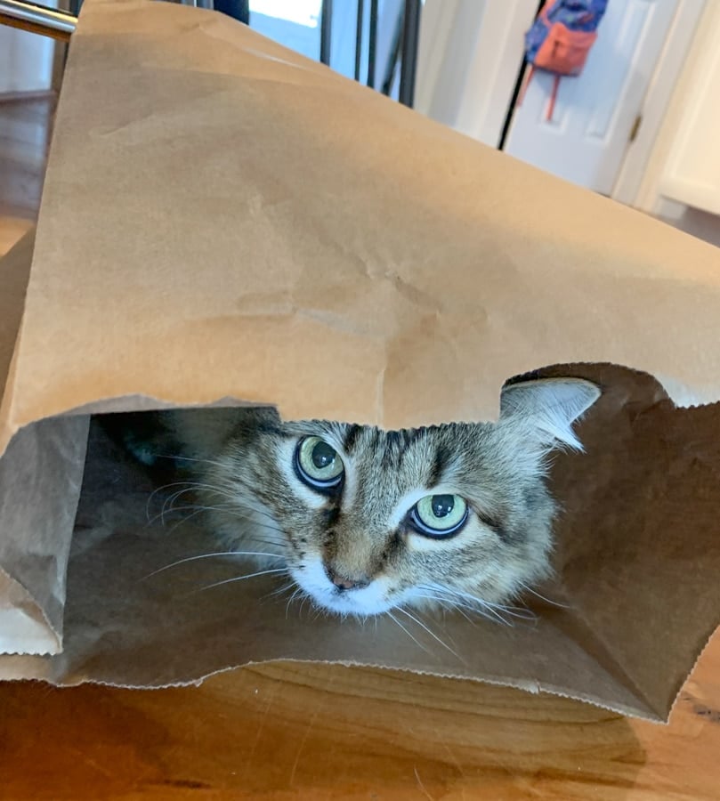 cat hiding in a paper bag