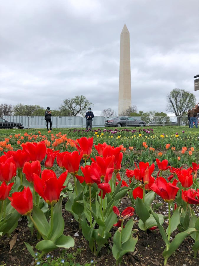 red tulips with the washington monument 