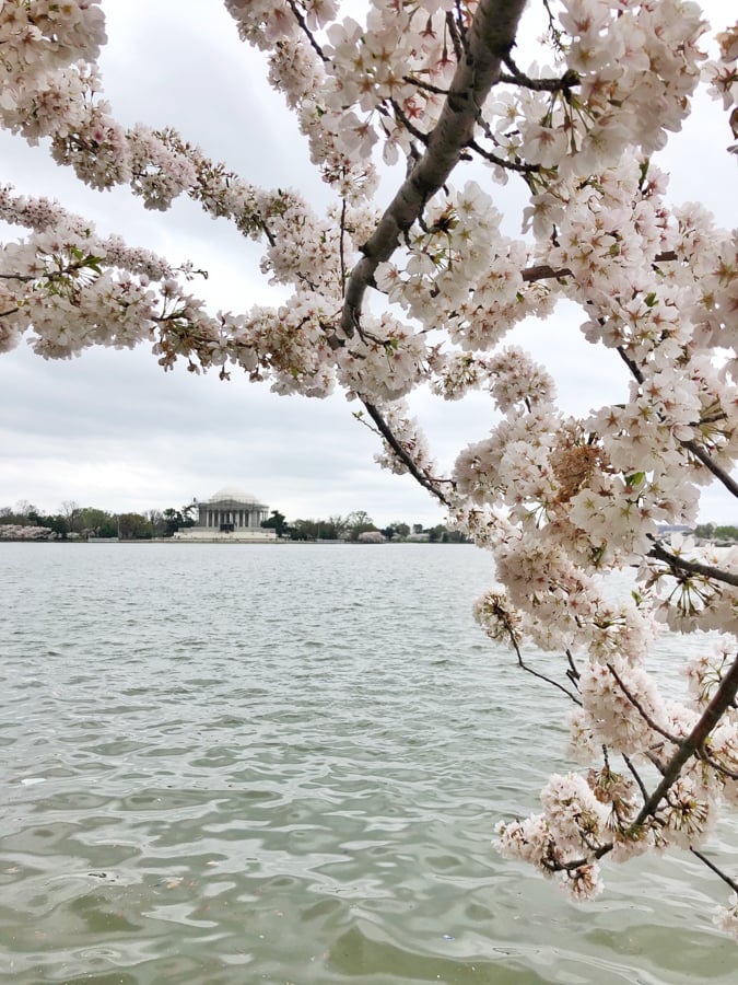 cherry blossoms at the tidal basin