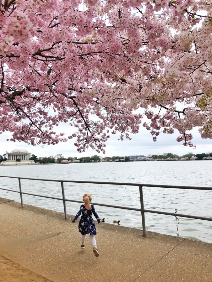 toddler running towards the cherry blossoms