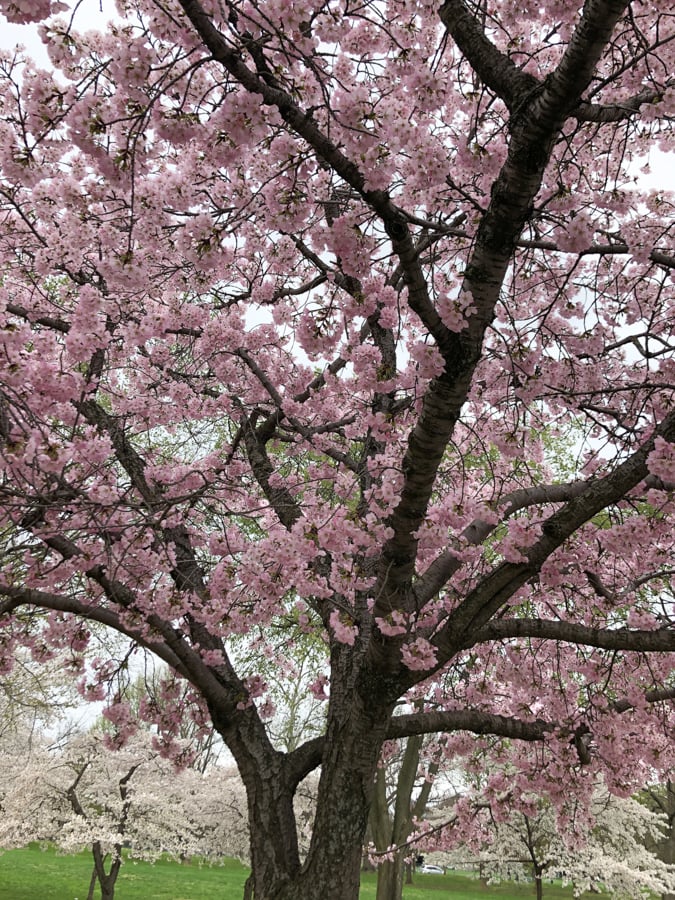 cherry blossom tree in dc