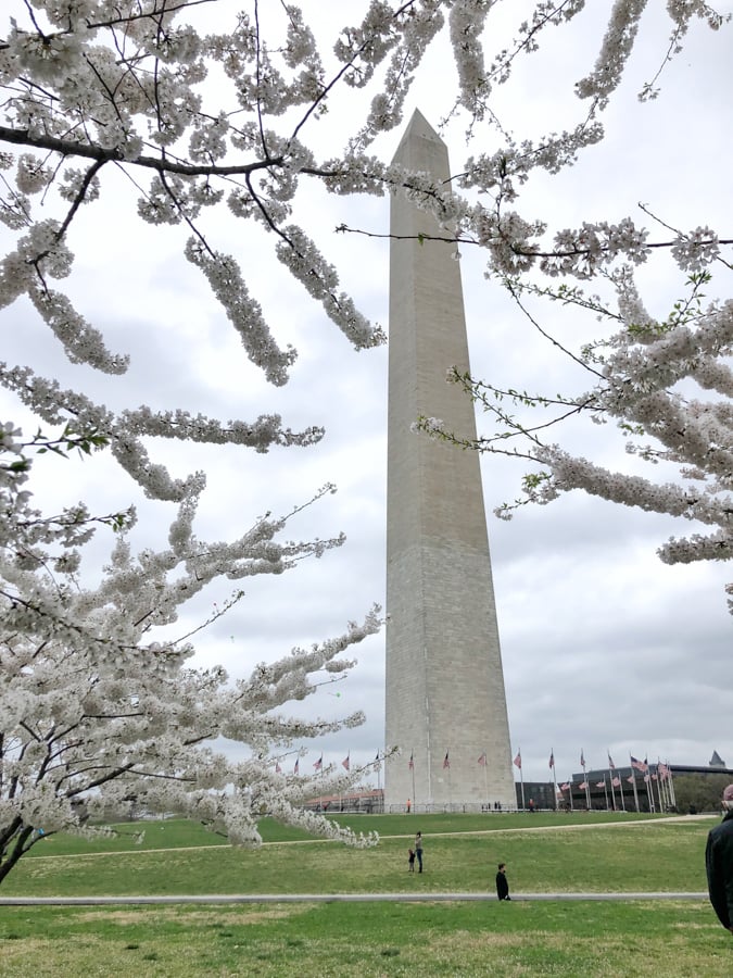 washington monument with cherry blossoms 