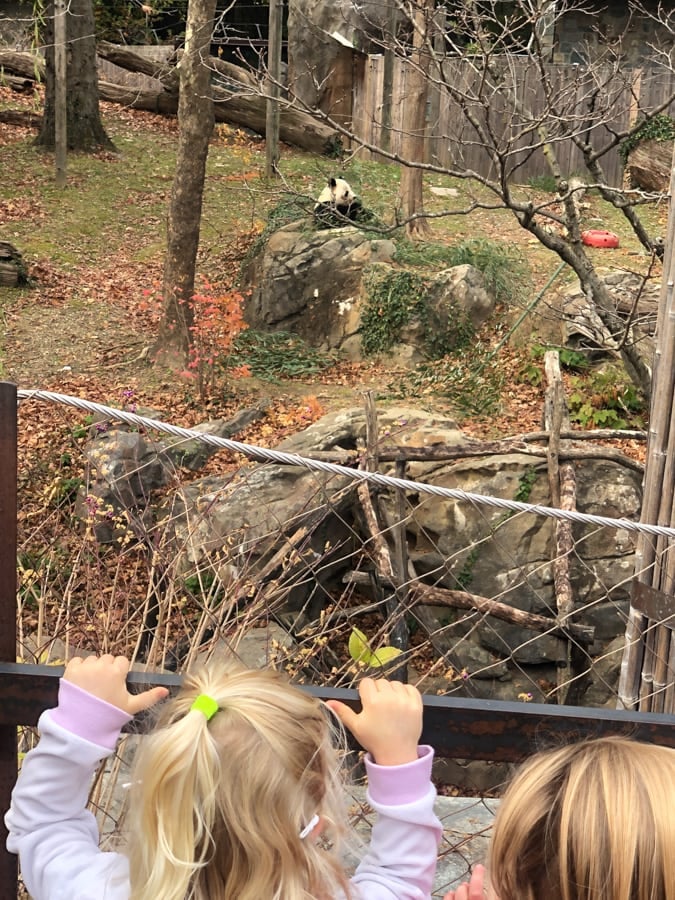 looking at a panda at the zoo
