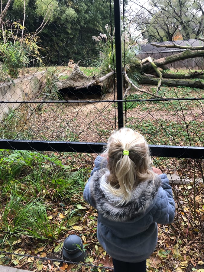 little girl at the zoo 