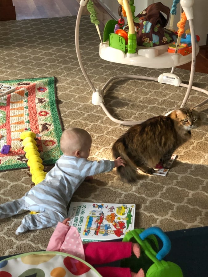 baby crawling to pet a cat